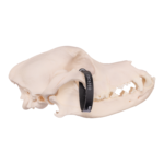 Real Domestic Dog Skull – Rottweiler