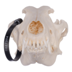 Real Domestic Dog Skull – German Shepherd (Periodontal)