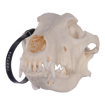 Real Domestic Dog Skull – German Shepherd (Periodontal)