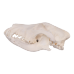Real Domestic Dog Skull – German Shepherd (Periodontal)
