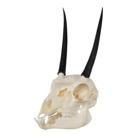 Real Steenbok Skull - Adolescent