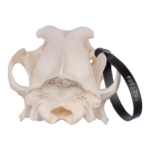 Real Domestic Dog Skull – German Shepherd (Periodontal)
