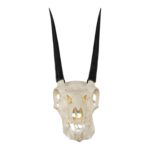 Real Steenbok Skull – Adolescent