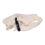 Real Domestic Dog Skull – German Shepherd (Periodontal)