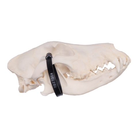 Real Domestic Dog Skull - German Shepherd (Periodontal)