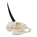 Real Steenbok Skull – Adolescent