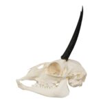 Real Steenbok Skull – Adolescent