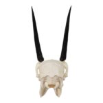 Real Steenbok Skull – Adolescent