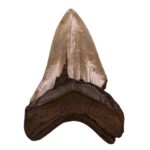 Real Megalodon Tooth