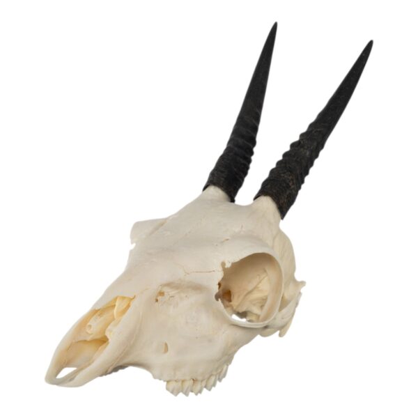 Real Common Duiker Skull – 107.73 g