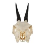 Real Common Duiker Skull – 107.73 g