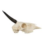 Real Common Duiker Skull – 107.73 g