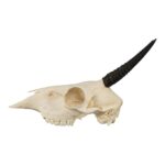 Real Common Duiker Skull – 107.73 g