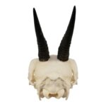 Real Common Duiker Skull – 107.73 g