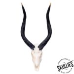 SKULLIES – Miniature Nyala Skull