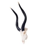 SKULLIES – Miniature Nyala Skull