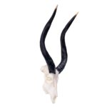 SKULLIES – Miniature Nyala Skull