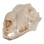 Real Hammerhead Fruit Bat Skull – Male