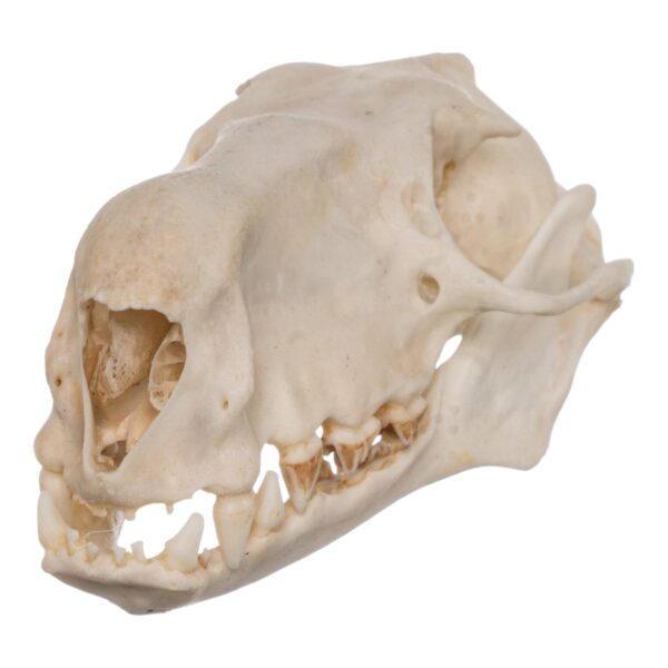 Real Hammerhead Fruit Bat Skull – Male