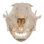 Real Hammerhead Fruit Bat Skull – Male