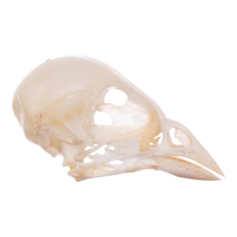 Real Finch Skull