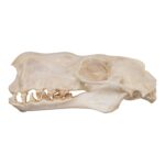 Real Hammerhead Fruit Bat Skull – Male