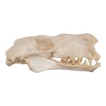 Real Hammerhead Fruit Bat Skull – Male