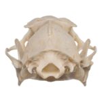 Real Hammerhead Fruit Bat Skull – Male