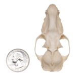 Real Hammerhead Fruit Bat Skull – Male