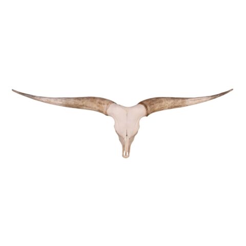 Real Watusi/Longhorn Skull