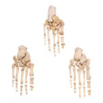 Real Human Foot – Partial Set
