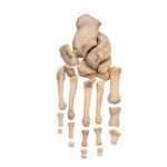 Real Human Foot – Partial Set