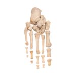 Real Human Foot – Partial Set
