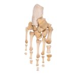Real Human Foot – Partial Set