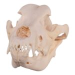 Real Domestic Dog Skull – Great Dane (Periodontal) – 19.8945 oz