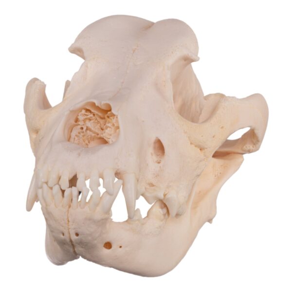 Real Domestic Dog Skull – Great Dane (Periodontal) – 19.8945 oz