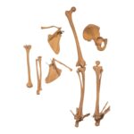 Replica Human Limb Set – Partial