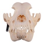 Real Domestic Dog Skull – Great Dane (Periodontal) – 19.8945 oz