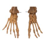 Replica Human Limb Set – Partial