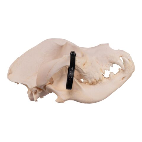 Real Domestic Dog Skull - Great Dane (Periodontal) - 19.8945 oz