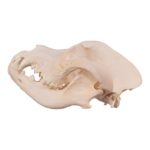 Real Domestic Dog Skull – Great Dane (Periodontal) – 19.8945 oz