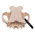 Real Domestic Dog Skull – Great Dane (Periodontal) – 19.8945 oz