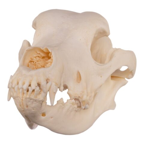 Real Domestic Dog Skull - Great Dane (Periodontal) - 14.8151 oz