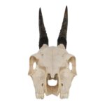 Real Common Duiker Skull
