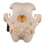 Real Domestic Dog Skull – Great Dane (Periodontal) – 14.8151 oz