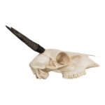 Real Common Duiker Skull