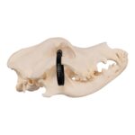 Real Domestic Dog Skull – Great Dane (Periodontal) – 14.8151 oz