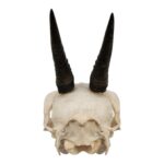 Real Common Duiker Skull