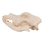 Real Domestic Dog Skull – Great Dane (Periodontal) – 14.8151 oz