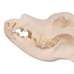 Real Domestic Dog Skull – Great Dane (Periodontal) – 14.8151 oz